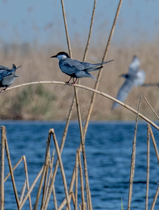 Klubabend „Das Donaudelta“